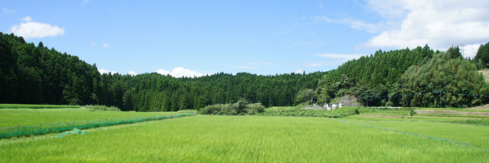 田んぼ風景