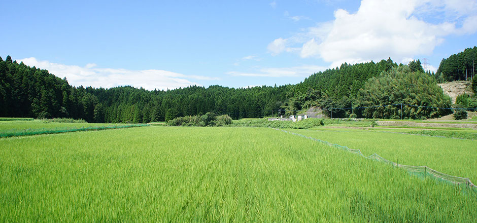 田んぼ風景